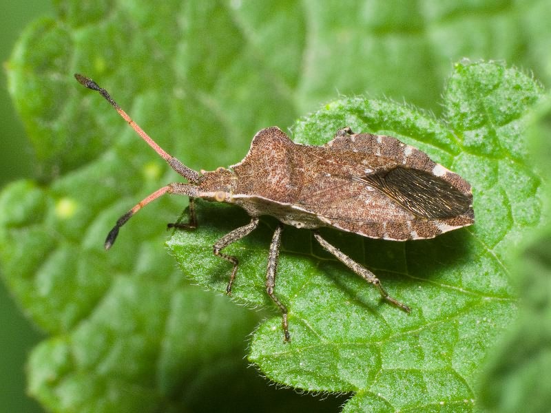 Enoplops scapha (Fabricius, 1794)